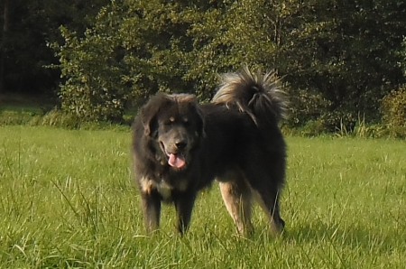 XYRO  Henriet´s garden,(ARISSA x DJEGO)